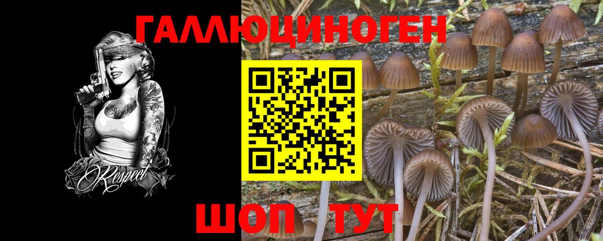 Галлюциногенные грибы Psilocybe Черногорск